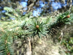Abies vejarii