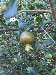 Punica granatum