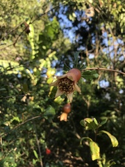 Punica granatum