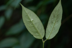 Aeschynanthus wardii