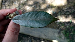 Quercus gilva