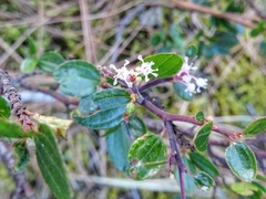 Ceanothus fendleri