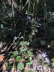 Ainsliaea macroclinidioides