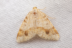 Macaria plumosata