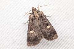 Abagrotis glenni