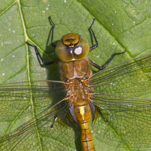 Rudasis laumžirgis nuotrauka