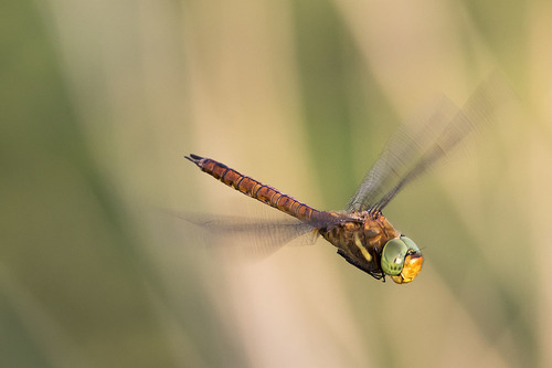 Rudasis laumžirgis nuotrauka