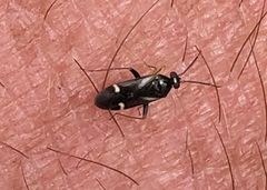 Ausejanus albisignatus