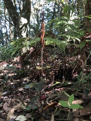 Zeuxine agyokuana