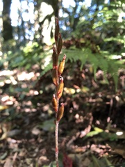 Zeuxine agyokuana