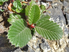 Cercocarpus macrophyllus
