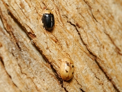 Peltoschema hamadryas