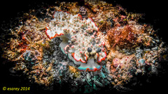 Dermatobranchus ornatus