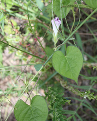 Ipomoea hederacea integriuscula