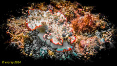 Dermatobranchus ornatus