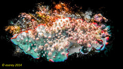 Dermatobranchus ornatus