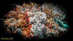 Dermatobranchus ornatus