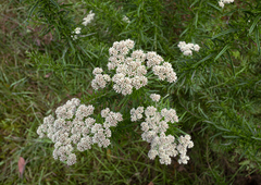 Ozothamnus ferrugineus