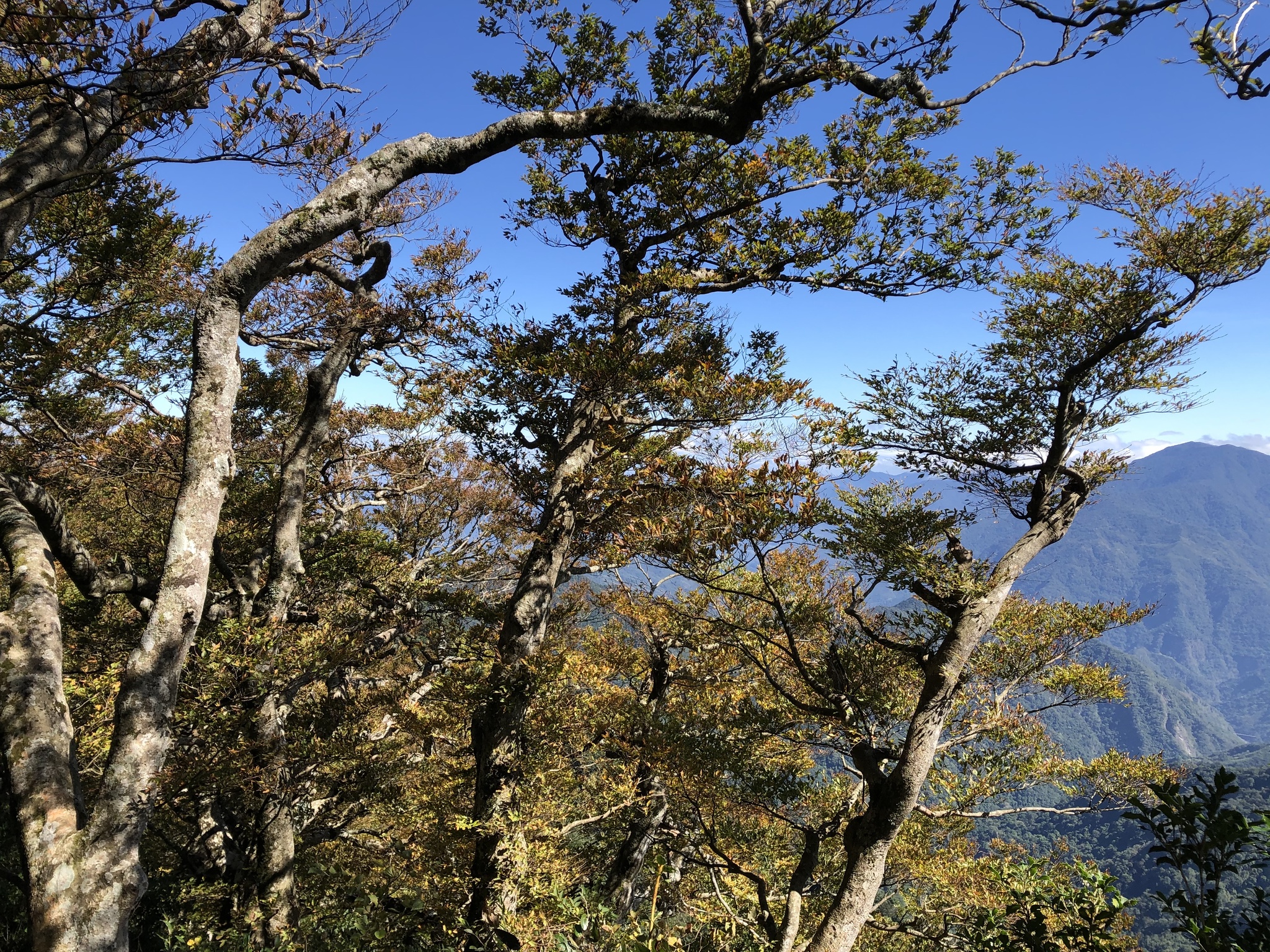 Taiwan beech (Fagus hayatae)  iNaturalist
