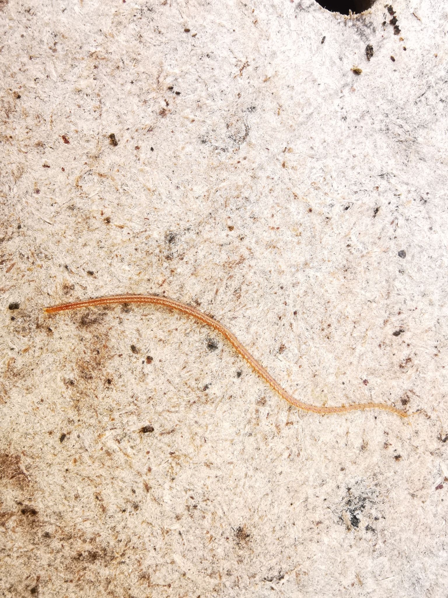 Dignathodon microcephalus Lucas, 1846