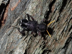 Trogodendron fasciculatum