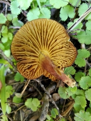 Phylloporus novae-zelandiae