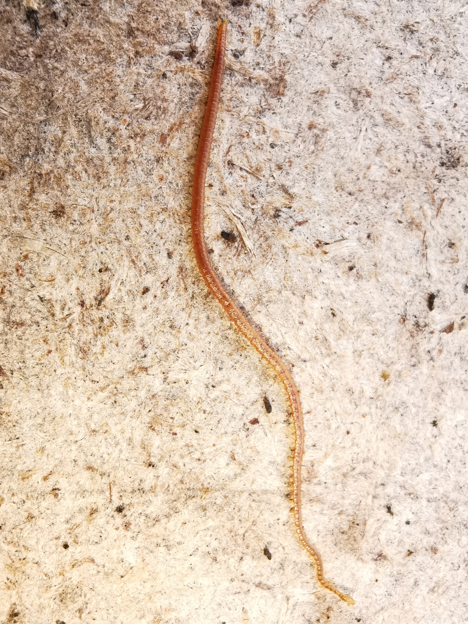 Dignathodon microcephalus Lucas, 1846