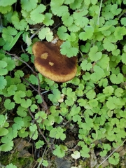 Phylloporus novae-zelandiae