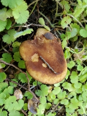 Phylloporus novae-zelandiae