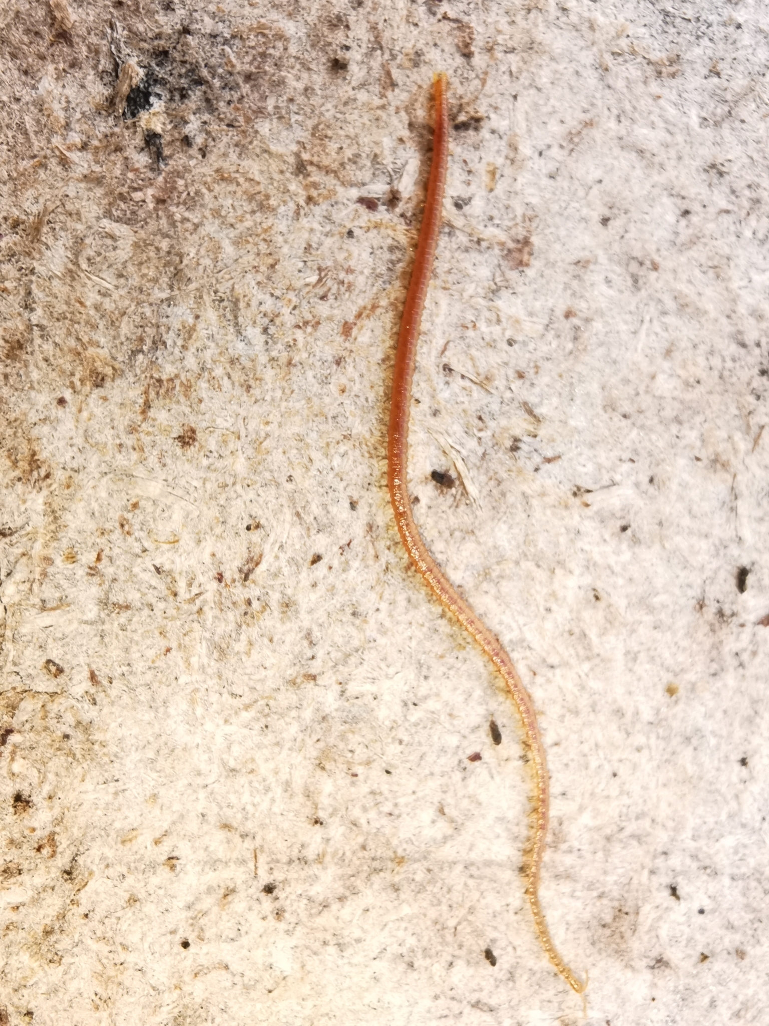 Dignathodon microcephalus Lucas, 1846
