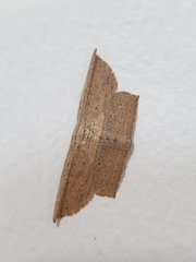 Phalacra vidhisara