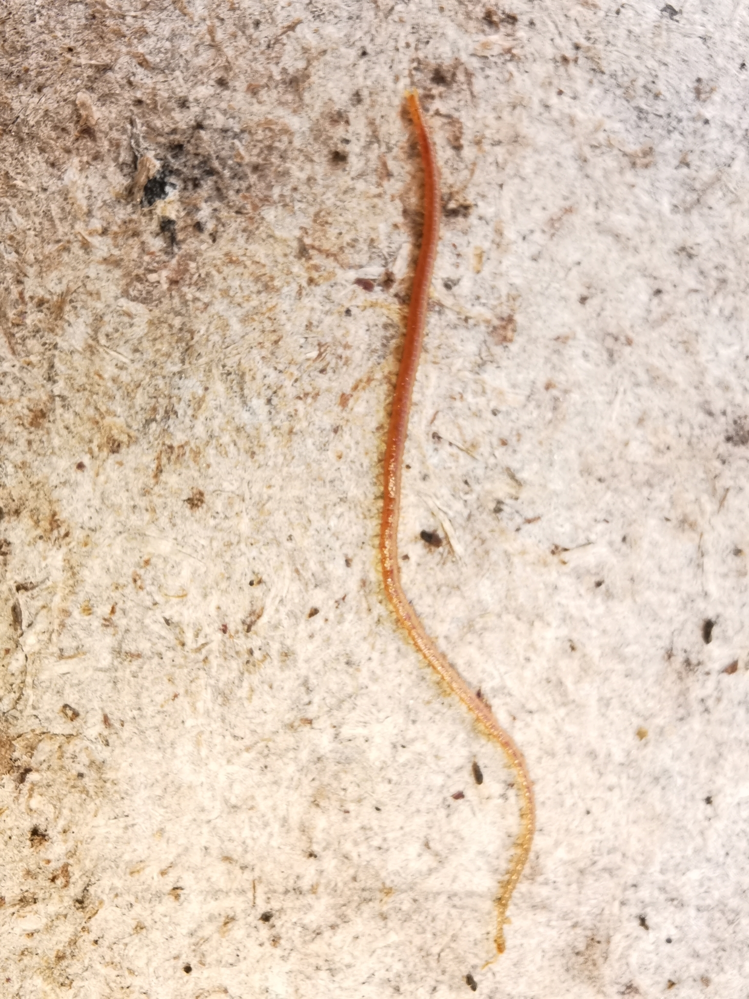 Dignathodon microcephalus Lucas, 1846