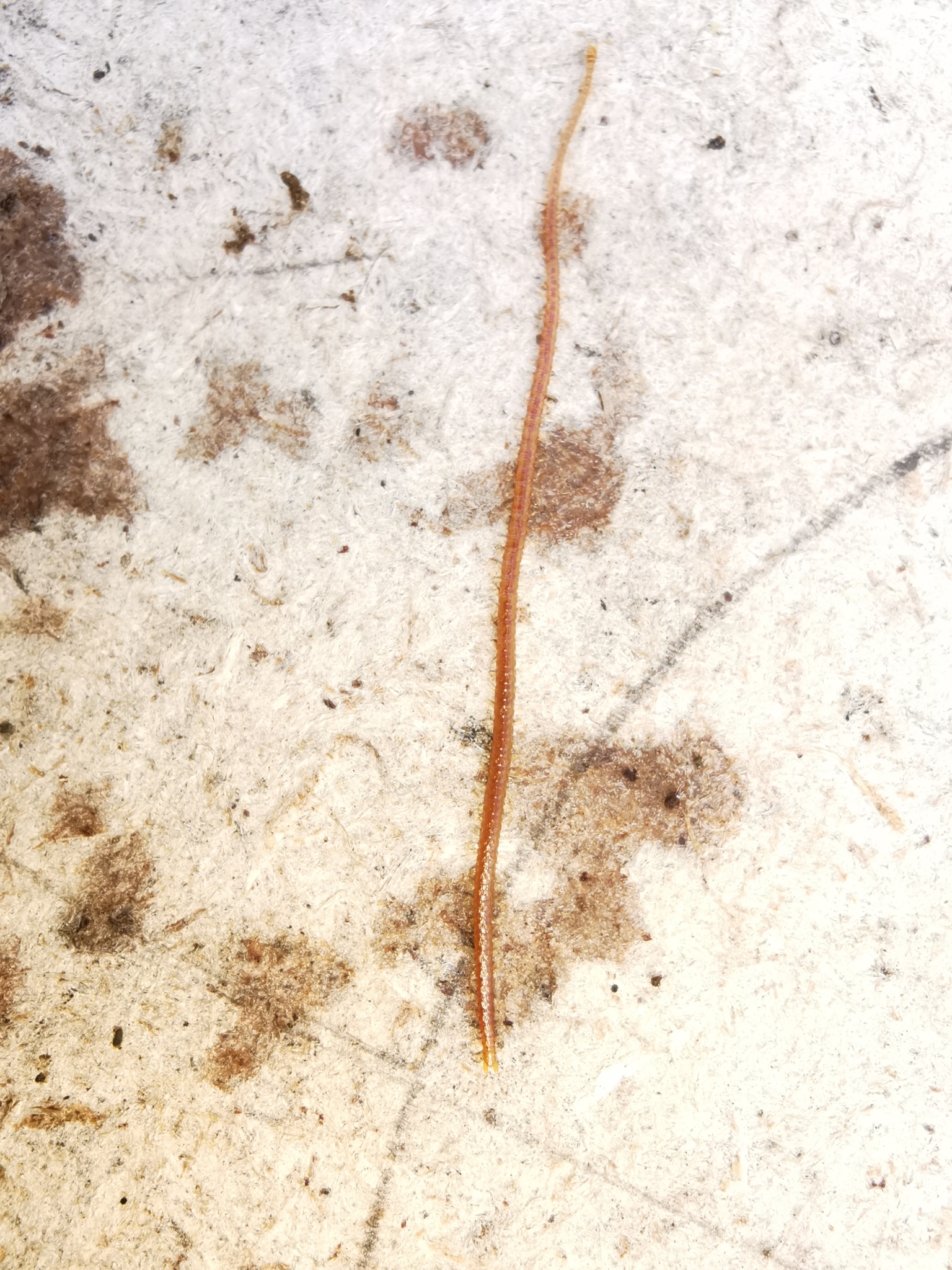 Dignathodon microcephalus Lucas, 1846