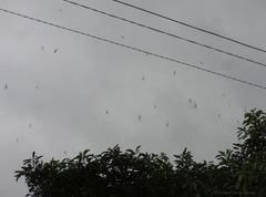 Trichonephila senegalensis