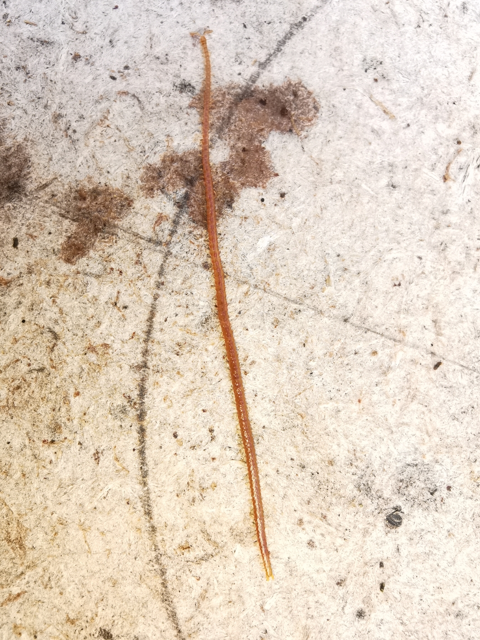 Dignathodon microcephalus Lucas, 1846