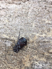 Cryptodus tasmannianus