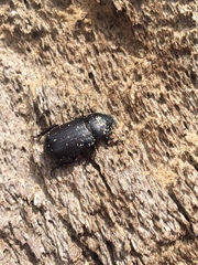 Cryptodus tasmannianus