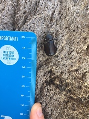 Cryptodus tasmannianus