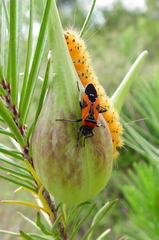 Lygaeus reclivatus