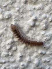 Polydesmus testaceus