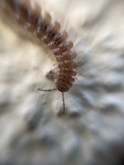Polydesmus testaceus