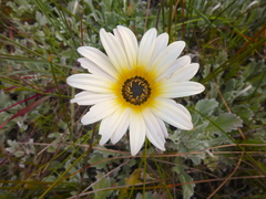 Arctotis stoechadifolia