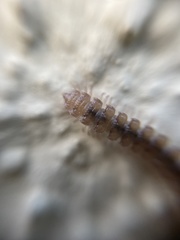 Polydesmus testaceus