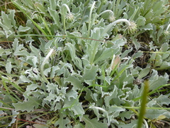 Arctotis stoechadifolia