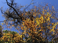 Fagus hayatae