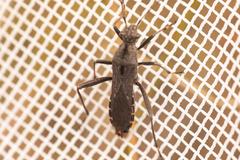 Alydus conspersus