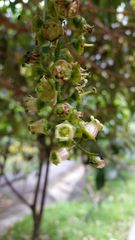 Escallonia pendula