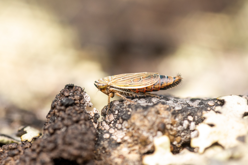 Pasaremus concentricus