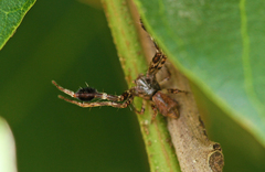 Stephanopis barbipes