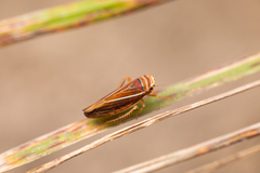 Idiodonus kennicotti